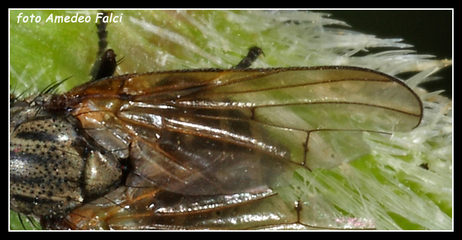 Ulidiidae siciliano delle Madonie (PA)
